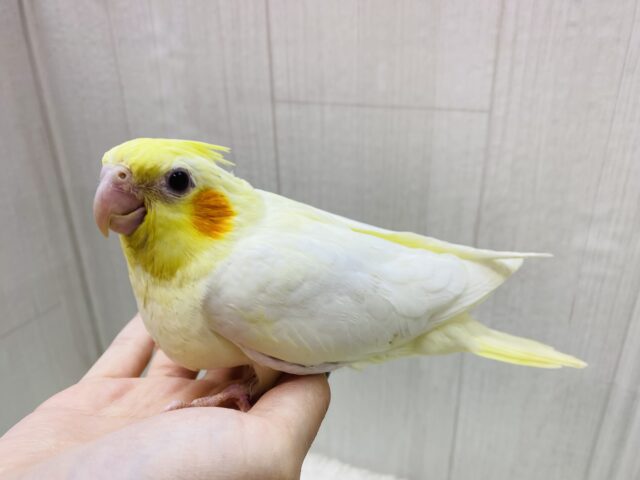 説明画像です