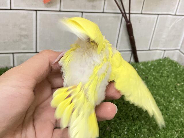 黄金ピカリン🌟⋆꙳おイモだッピ🍠(^³^)セキセイインコ(ダブルファクター/2025年10月生まれ) セキセイインコ