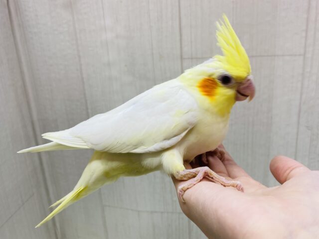 オカメインコ