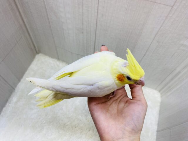オカメインコ