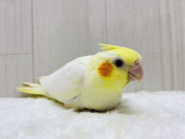 オカメインコ