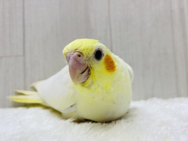 オカメインコ
