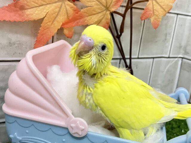 黄金ピカリン🌟⋆꙳おイモだッピ🍠(^³^)セキセイインコ(ダブルファクター/2025年10月生まれ) セキセイインコ