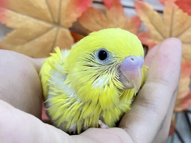 黄金ピカリン🌟⋆꙳おイモだッピ🍠(^³^)セキセイインコ(ダブルファクター/2025年10月生まれ) セキセイインコ