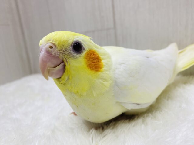 説明画像です