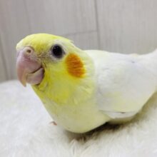 定番人気のたまごちゃん👑💕オカメインコのルチノー❗️