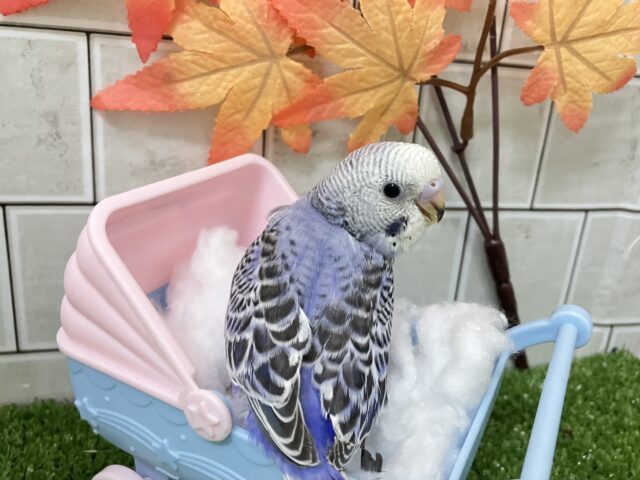 収穫PONPON❕🧺✧*。ぐれーぷコロロ~🎶🍇セキセイインコ(バイオレットオパーリン/2025年10月生まれ) セキセイインコ