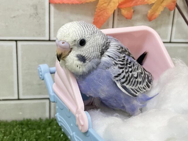 収穫PONPON❕🧺✧*。ぐれーぷコロロ~🎶🍇セキセイインコ(バイオレットオパーリン/2025年10月生まれ) 収穫PONPON❕🧺✧*。ぐれーぷコロロ~🎶🍇セキセイインコ(バイオレットオパーリン/2025年10月生まれ)