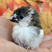 ✨最新画像✨パッカリくっきり💗🌰クリックリ🌰⟡.*十姉妹(ノーマル/2025年10月生まれ)