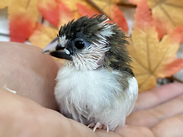 ✨最新画像✨パッカリくっきり💗🌰クリックリ🌰⟡.*十姉妹(ノーマル/2025年10月生まれ)