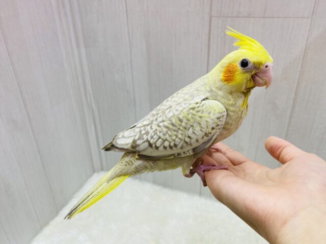 説明画像です