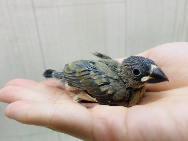 大人になった姿はカッコいいんだよ〜❤️桜文鳥!! 桜文鳥