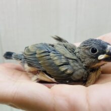 大人になった姿はカッコいいんだよ〜❤️桜文鳥！！