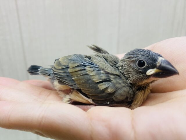 大人になった姿はカッコいいんだよ〜❤️桜文鳥!! 大人になった姿はカッコいいんだよ〜❤️桜文鳥!!