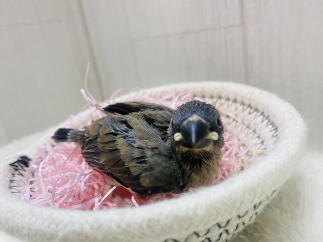大人になった姿はカッコいいんだよ〜❤️桜文鳥!! 桜文鳥