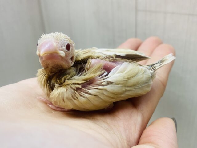 この季節ピッタリのモンブランちゃん🌰シナモン文鳥やってきましたー‼️ この季節ピッタリのモンブランちゃん🌰シナモン文鳥やってきましたー‼️