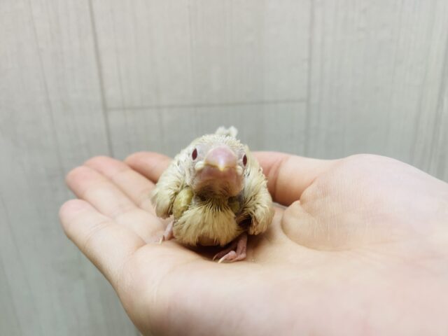 この季節ピッタリのモンブランちゃん🌰シナモン文鳥やってきましたー‼️ シナモン文鳥