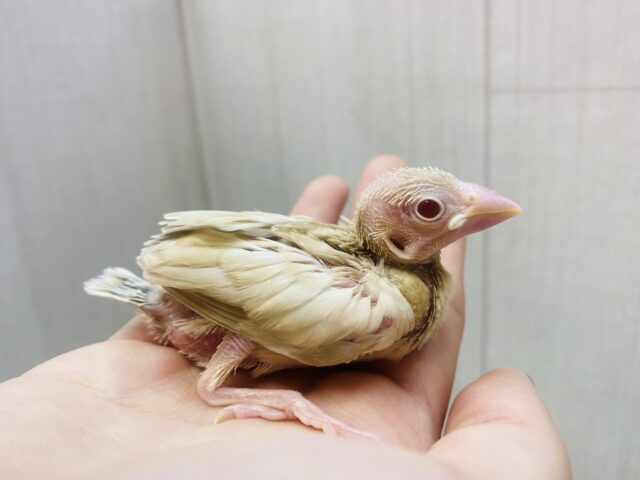 この季節ピッタリのモンブランちゃん🌰シナモン文鳥やってきましたー‼️ シナモン文鳥
