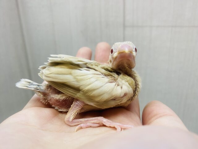 この季節ピッタリのモンブランちゃん🌰シナモン文鳥やってきましたー‼️ シナモン文鳥