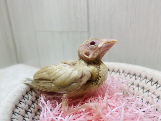 この季節ピッタリのモンブランちゃん🌰シナモン文鳥やってきましたー‼️ シナモン文鳥