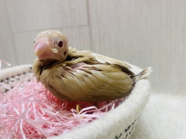 この季節ピッタリのモンブランちゃん🌰シナモン文鳥やってきましたー‼️ シナモン文鳥