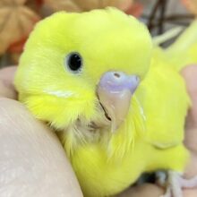 ✨最新画像✨黄金ﾋﾟｶﾘﾝ🌟⋆꙳おイモだッピ🍠(＾³＾)セキセイインコ(ダブルファクター/2025年10月生まれ)