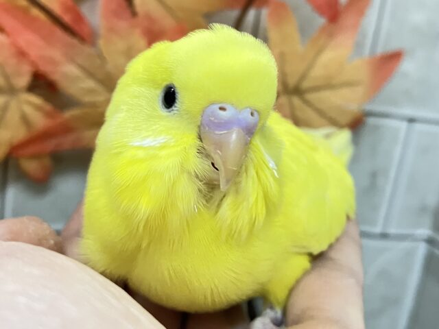 ✨最新画像✨黄金ピカリン🌟⋆꙳おイモだッピ🍠(^³^)セキセイインコ(ダブルファクター/2025年10月生まれ) セキセイインコ