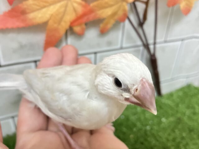 ✨最新画像✨ピカっと夜でもめだつ~✨ シルバー文鳥 シルバー文鳥