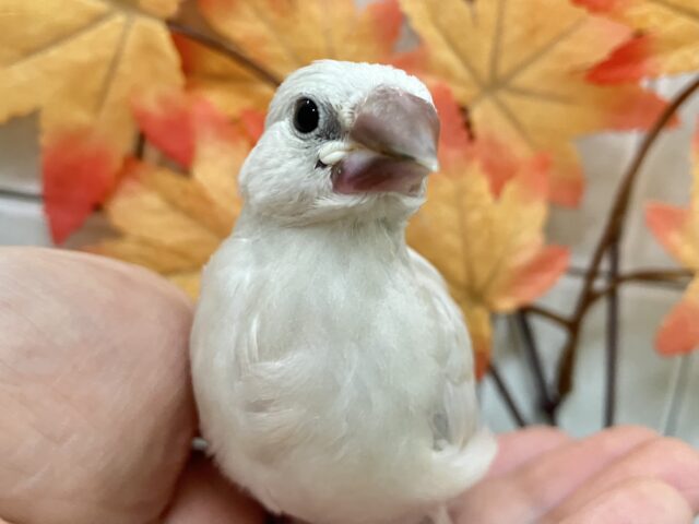 ✨最新画像✨ピカっと夜でもめだつ~✨ シルバー文鳥 シルバー文鳥