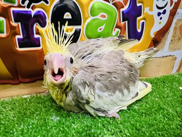 オカメインコ