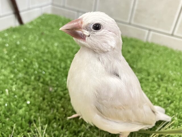 ✨最新画像✨ピカっと夜でもめだつ~✨ シルバー文鳥 シルバー文鳥