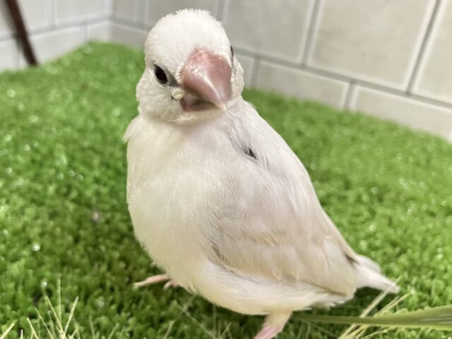 ✨最新画像✨ピカっと夜でもめだつ~✨ シルバー文鳥 ✨最新画像✨ピカっと夜でもめだつ~✨ シルバー文鳥