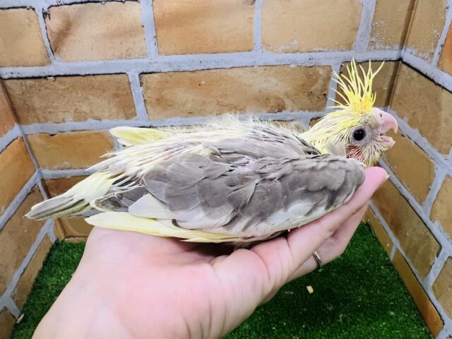 オカメインコ