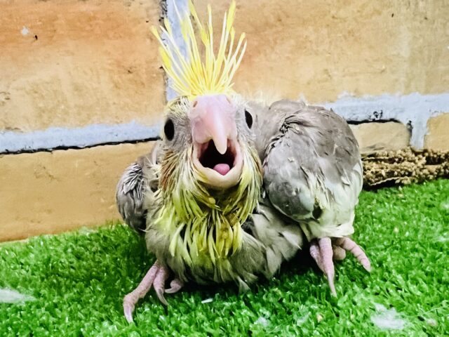 ツンツンヘアーでイケてる⁈オカメインコ（シナモンパイド）