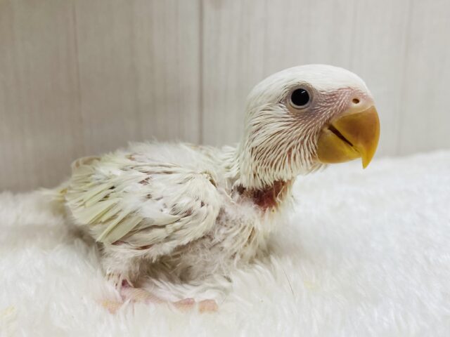 あわ〜い雰囲気プンプンです💕成長の楽しみすぎるっコザクラインコ⭐️ あわ〜い雰囲気プンプンです💕成長の楽しみすぎるっコザクラインコ⭐️