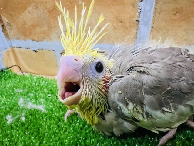 オカメインコ