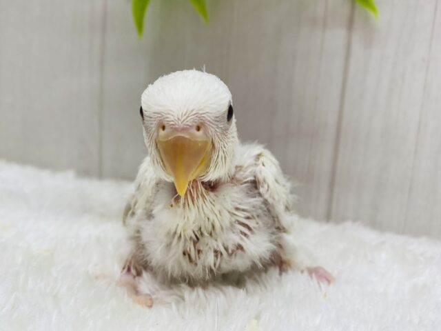 あわ〜い雰囲気プンプンです💕成長の楽しみすぎるっコザクラインコ⭐️ コザクラインコ(小桜インコ)