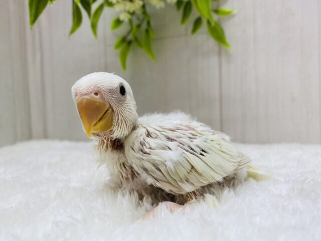 あわ〜い雰囲気プンプンです💕成長の楽しみすぎるっコザクラインコ⭐️ コザクラインコ(小桜インコ)