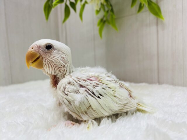 あわ〜い雰囲気プンプンです💕成長の楽しみすぎるっコザクラインコ⭐️ コザクラインコ(小桜インコ)