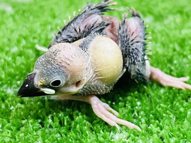 桜文鳥