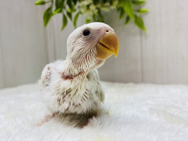 あわ〜い雰囲気プンプンです💕成長の楽しみすぎるっコザクラインコ⭐️ コザクラインコ(小桜インコ)