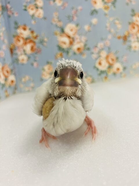 シルバー文鳥