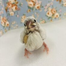 キミはかわいすぎっ🤍⁎˃ᴗ˂ シルバー文鳥ヒナちゃん🕊️🤍✨