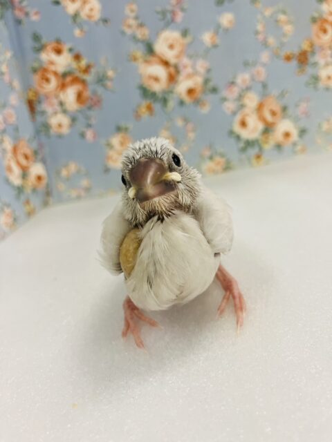 キミはかわいすぎっ🤍⁎˃ᴗ˂ シルバー文鳥ヒナちゃん🕊️🤍✨