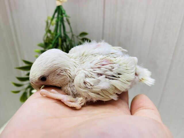 あわ〜い雰囲気プンプンです💕成長の楽しみすぎるっコザクラインコ⭐️ コザクラインコ(小桜インコ)