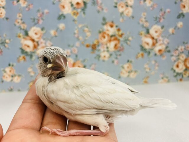 シルバー文鳥