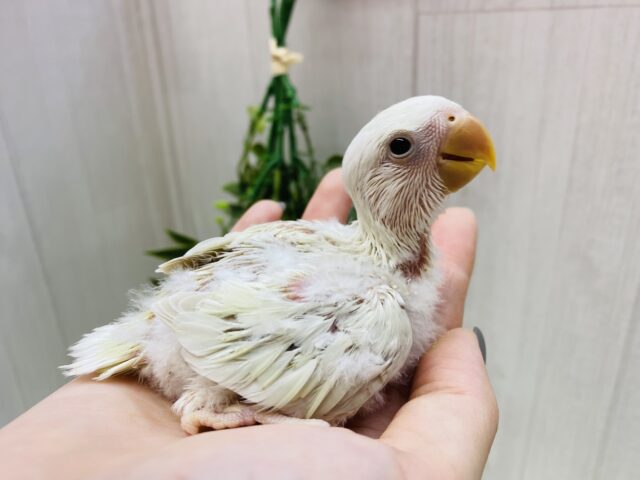 あわ〜い雰囲気プンプンです💕成長の楽しみすぎるっコザクラインコ⭐️ コザクラインコ(小桜インコ)
