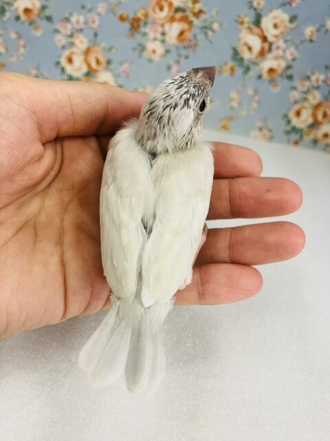 シルバー文鳥