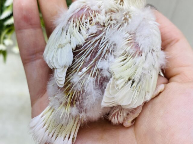 あわ〜い雰囲気プンプンです💕成長の楽しみすぎるっコザクラインコ⭐️ コザクラインコ(小桜インコ)