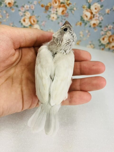 シルバー文鳥